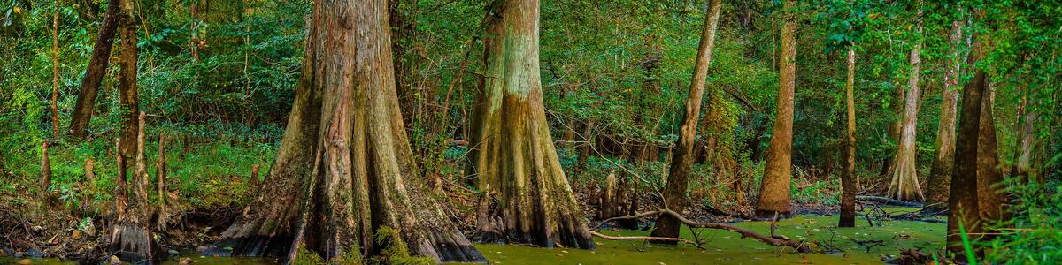 Louisiana Cypress Swamp