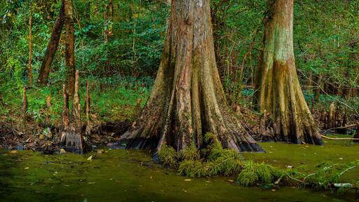 Louisiana Cypress Swamp