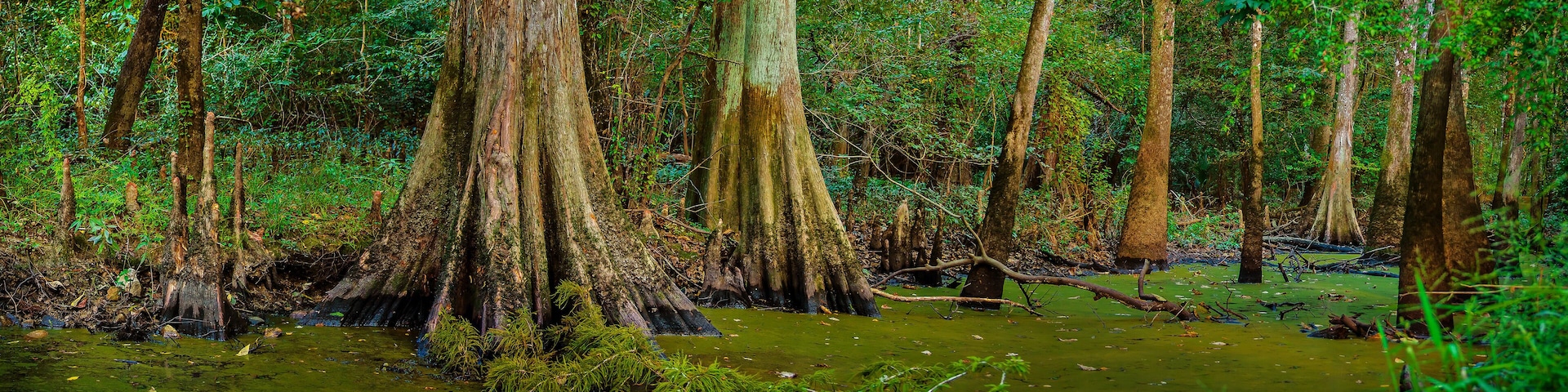 Louisiana Cypress Swamp
