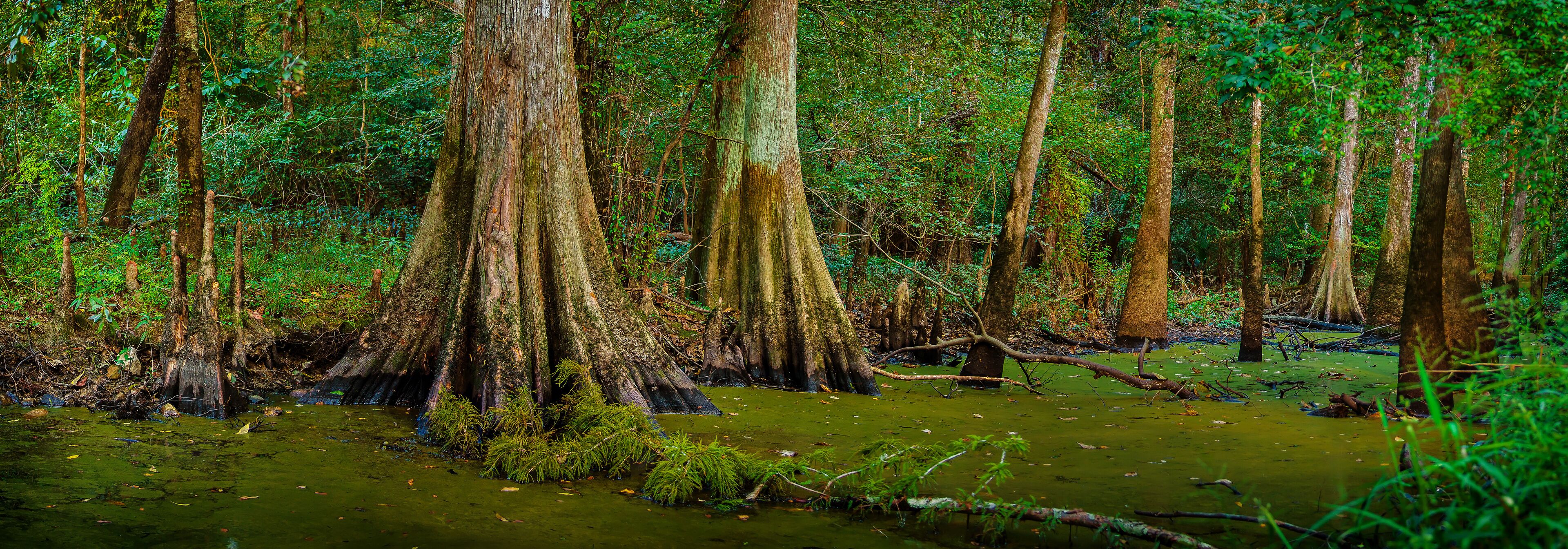 A swampy forest with tall trees and a water body.