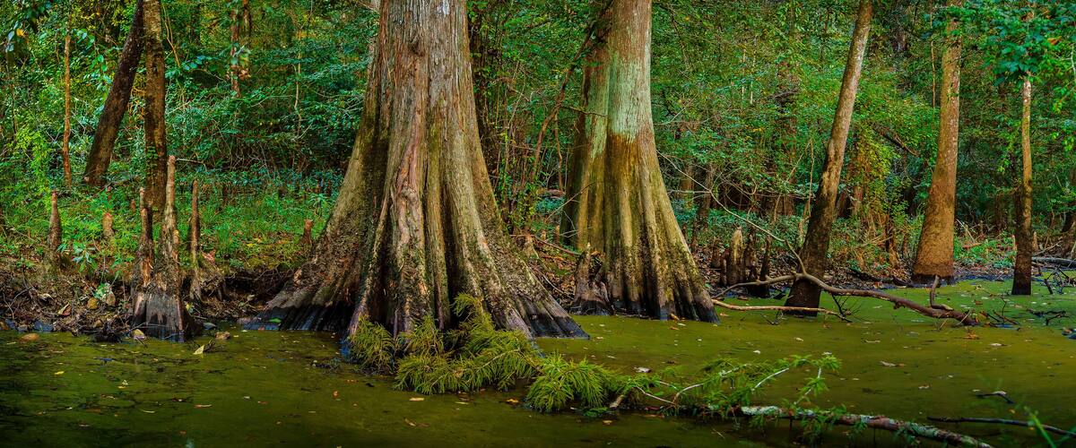 A swampy forest with tall trees and a water body.
