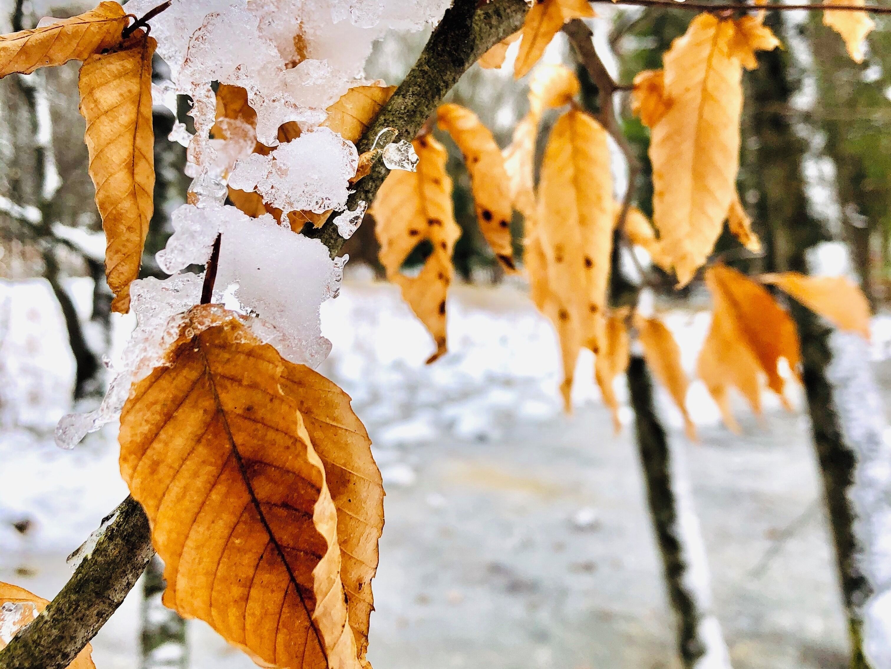 Winter snow has covered this beech tree.