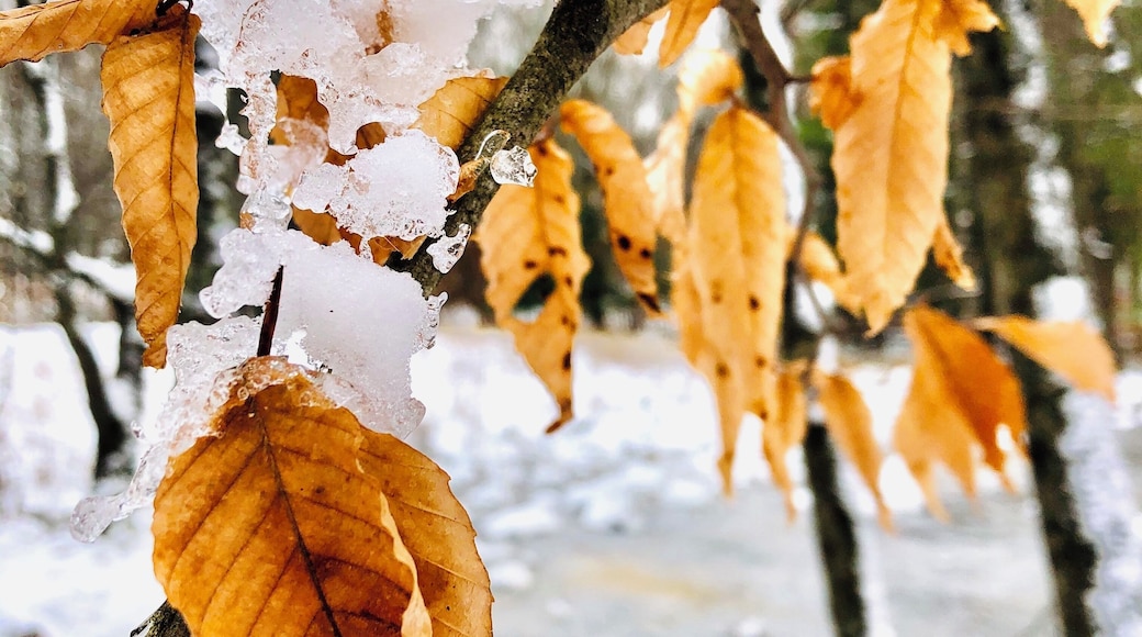Winter snow has covered this beech tree.