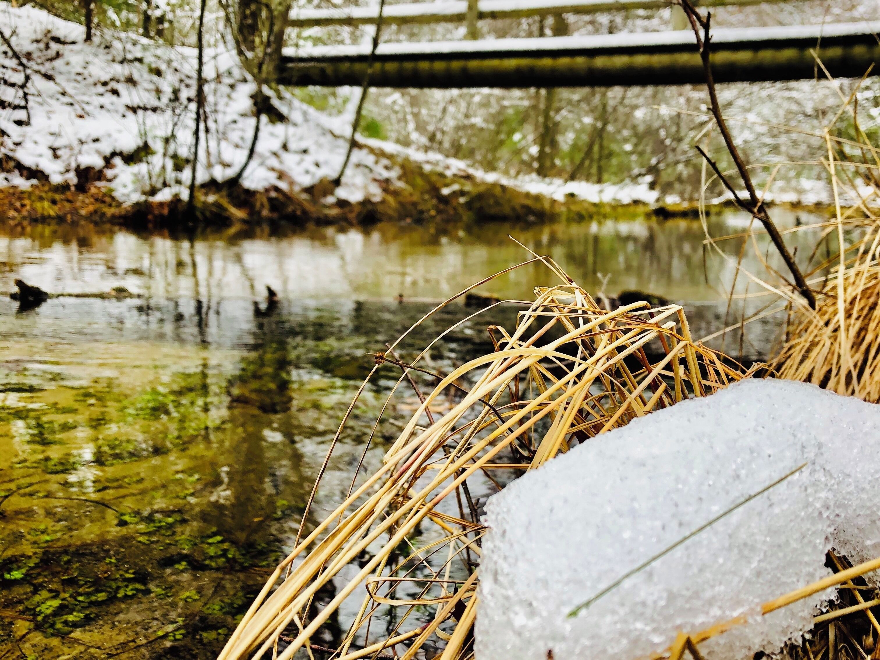 Beautiful bridge on my walk today.