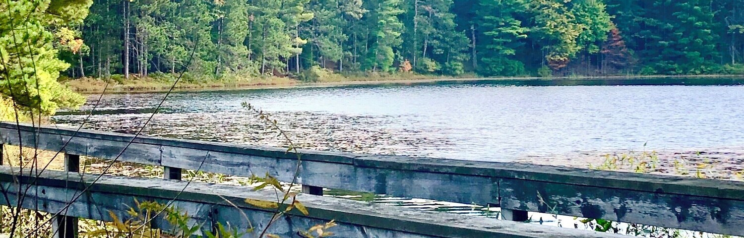 A wooden boardwalk along a lake with dense forest in the background.