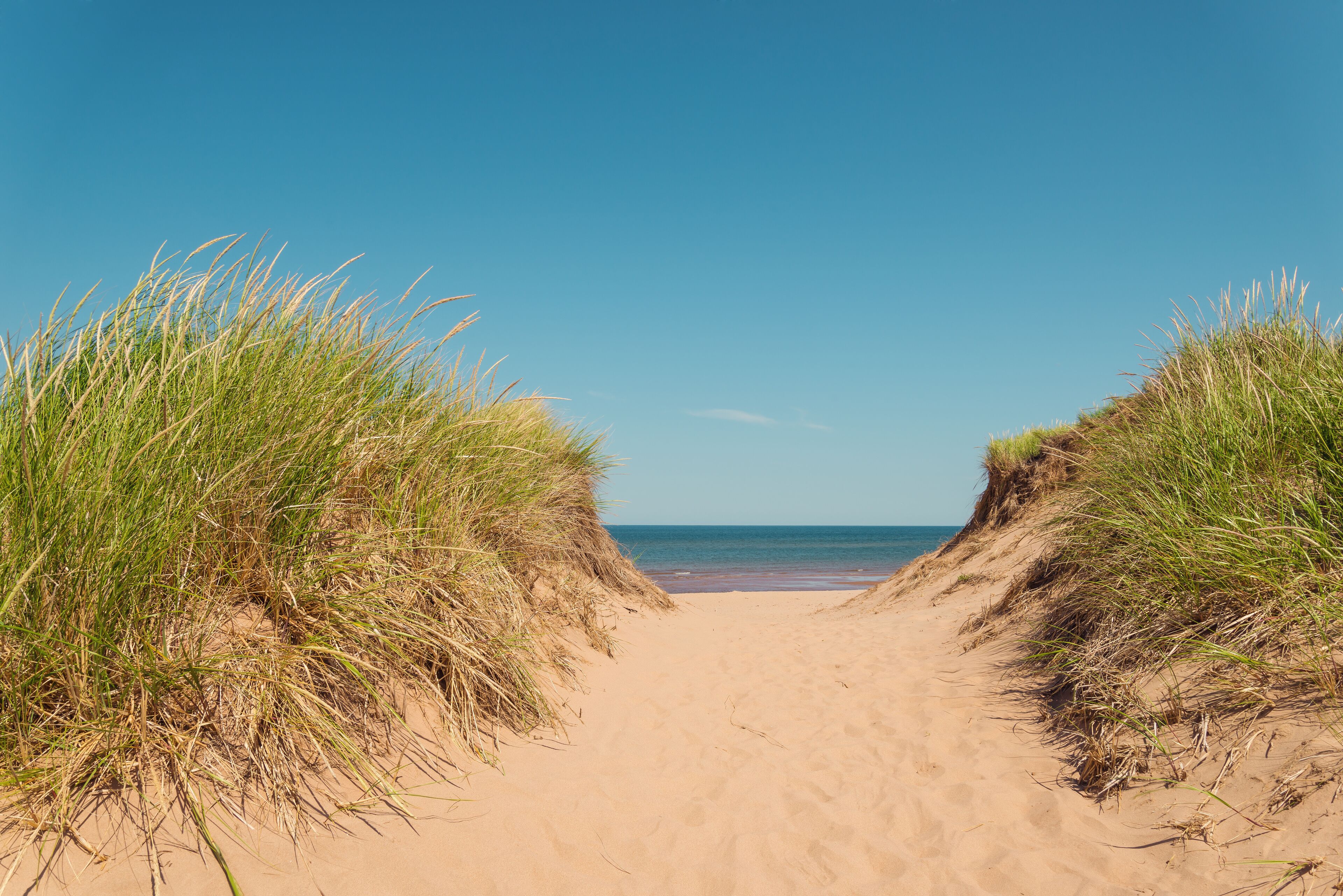 A sandy beach with grass dunes leading to the ocean.