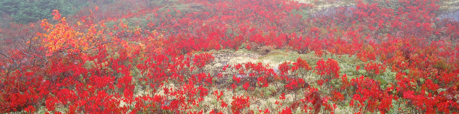 Un bosque con follaje rojo y árboles de hoja perenne.