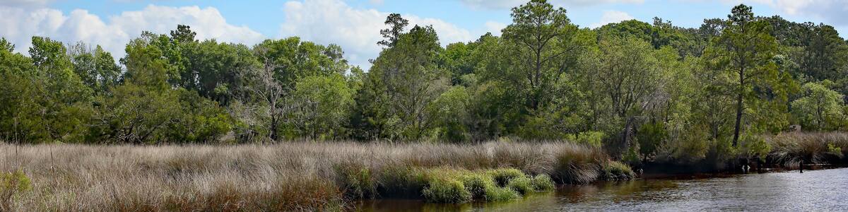 Grasses along a coastal creek in Georgia, USa