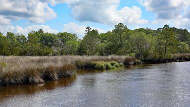 A river with dense vegetation and trees in the background.