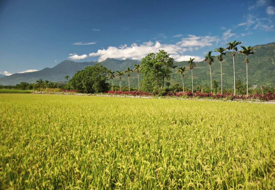 A farm road in Hualien County, Taiwan, with the Coastal Mountain Range in the background.