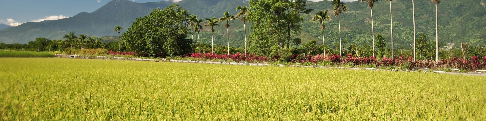 A farm road in Hualien County, Taiwan, with the Coastal Mountain Range in the background.