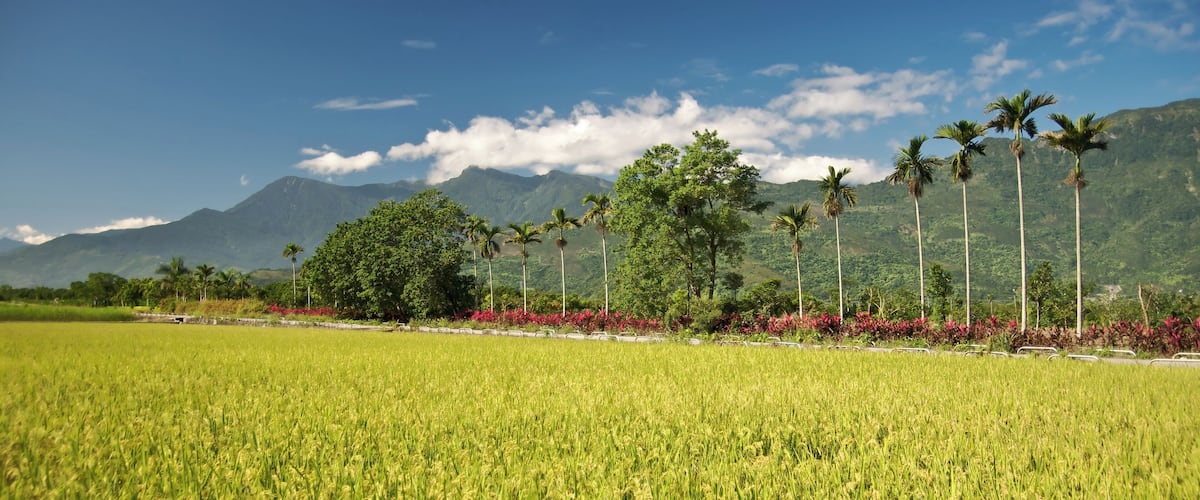 A lush green rice field with tall palm trees and a mountain range in the background.