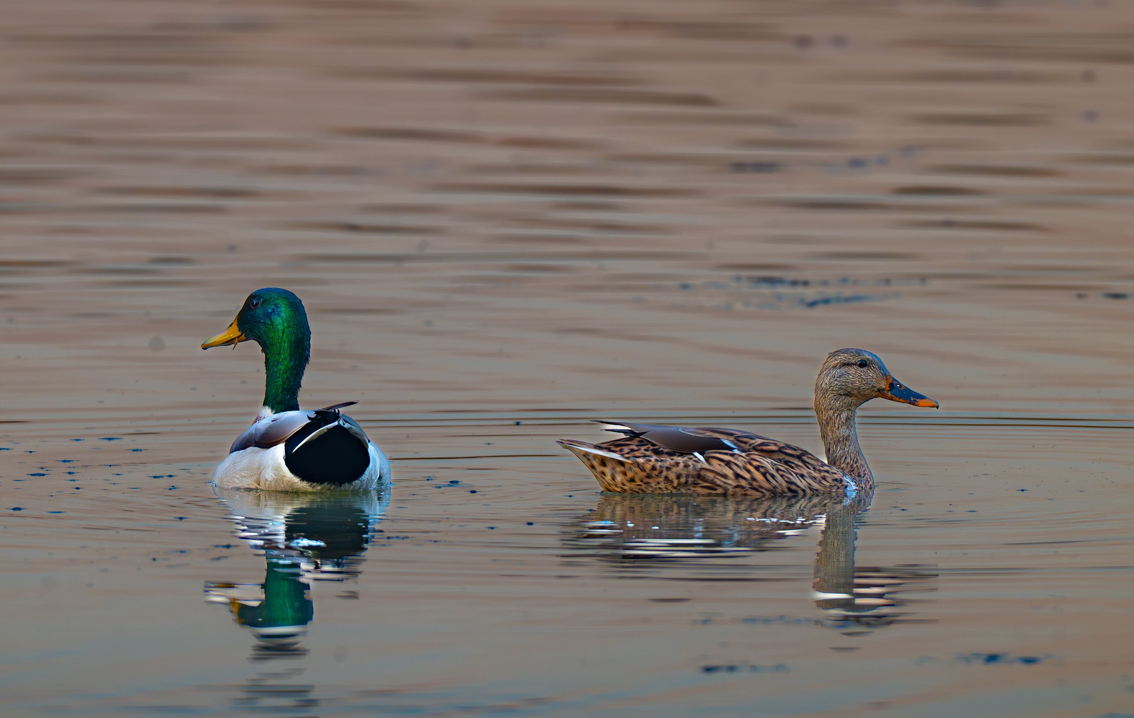 Deux canards nagent dans une eau calme.
