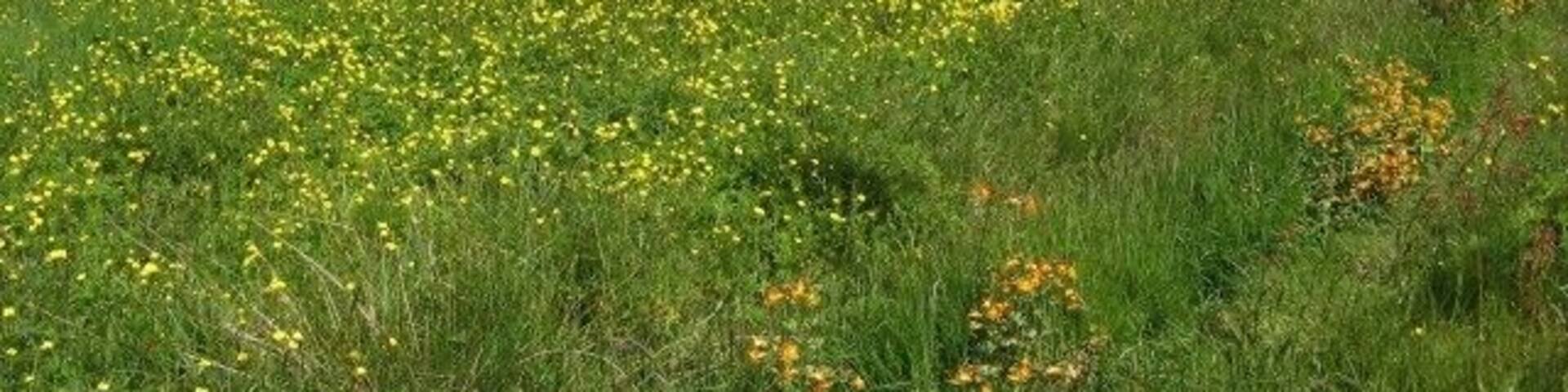Pabail Uarach The village of Pabail Uarach (Upper Bayble) lies to the east of its neighbour, Pabail Iarach. At the time this photo was taken, in late June, the grass verge between the houses and the road through the village was brilliant with buttercups, and the ditch below it had been taken over by a variety of mimulus.