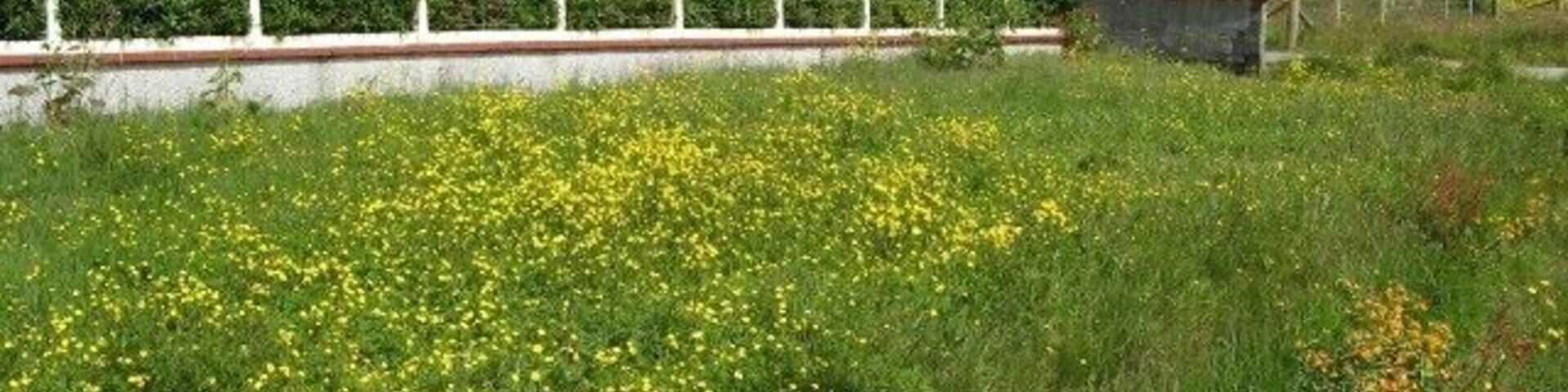 Pabail Uarach The village of Pabail Uarach (Upper Bayble) lies to the east of its neighbour, Pabail Iarach. At the time this photo was taken, in late June, the grass verge between the houses and the road through the village was brilliant with buttercups, and the ditch below it had been taken over by a variety of mimulus.