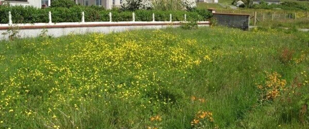 A grassy field with yellow flowers, a white fence, and houses in the background.
