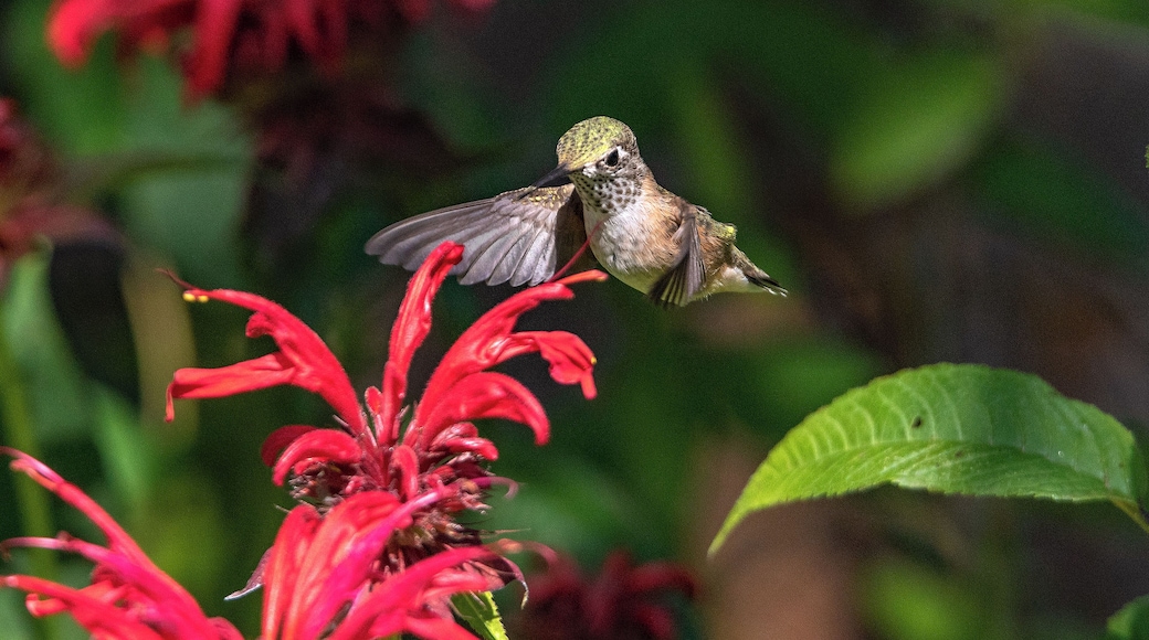 Every year, when the sun is just right and the "bee balm" is in bloom, I sit down with a telephoto lens and wait for the hummingbird to show up for a sip of nectar. The exotic location is our back yard.
#nature
#hummingbird
#flowers
#outdoors
#animals
#birds
