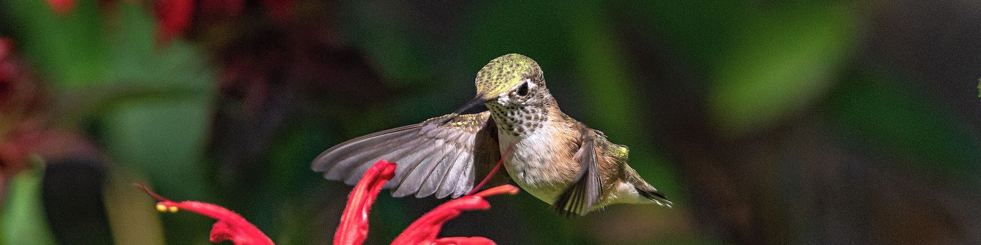 Every year, when the sun is just right and the "bee balm" is in bloom, I sit down with a telephoto lens and wait for the hummingbird to show up for a sip of nectar. The exotic location is our back yard.
#nature
#hummingbird
#flowers
#outdoors
#animals
#birds