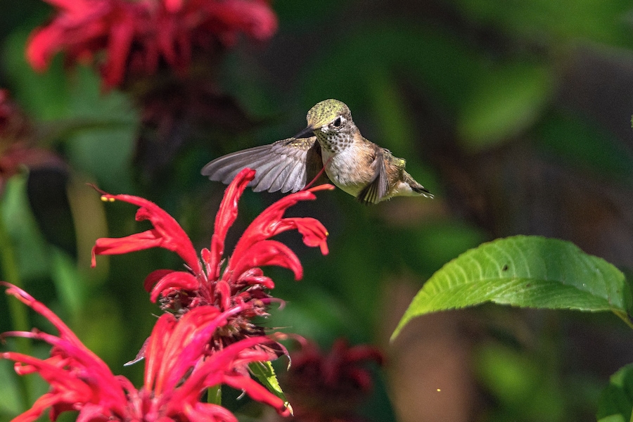 Every year, when the sun is just right and the "bee balm" is in bloom, I sit down with a telephoto lens and wait for the hummingbird to show up for a sip of nectar. The exotic location is our back yard.
#nature
#hummingbird
#flowers
#outdoors
#animals
#birds