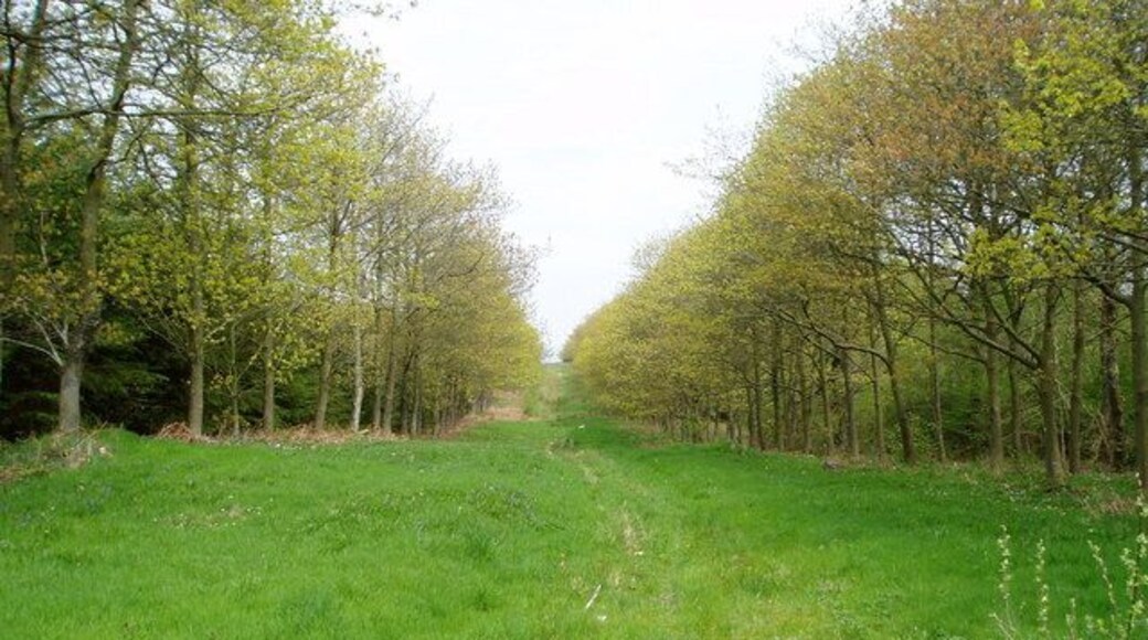 Avenue of Oaks. An avenue of oaks cutting a swathe through woodland above Llanelidan. The avenue does not seem to lead anywhere.