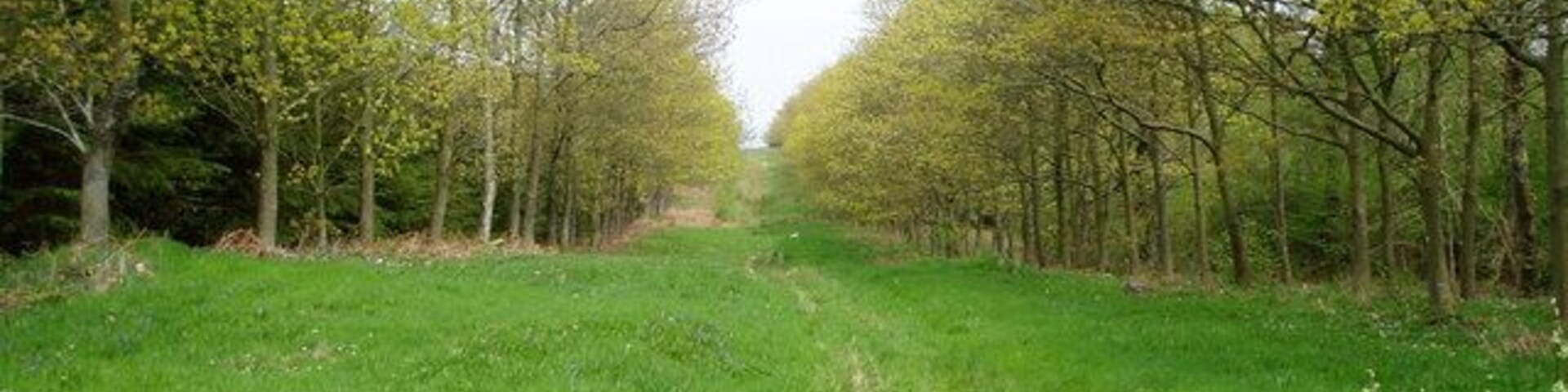 Avenue of Oaks. An avenue of oaks cutting a swathe through woodland above Llanelidan. The avenue does not seem to lead anywhere.