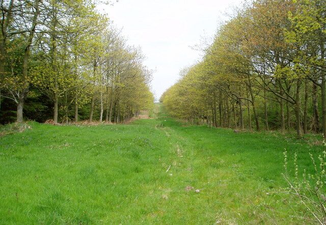 A pathway flanked by trees in a green field.