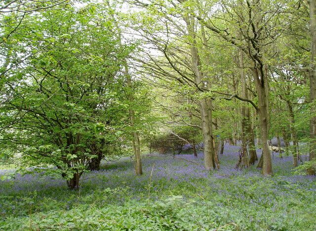 Coed Pen-y-Bryn. Woodland between Bryn Saith Marchog and Llanelidan, full of bluebells.
