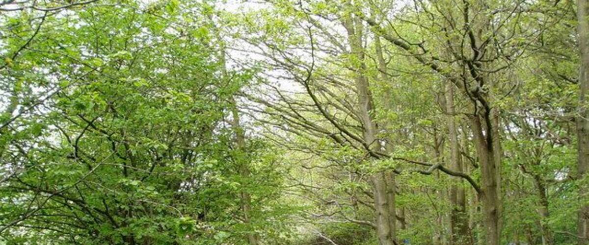 Coed Pen-y-Bryn. Woodland between Bryn Saith Marchog and Llanelidan, full of bluebells.