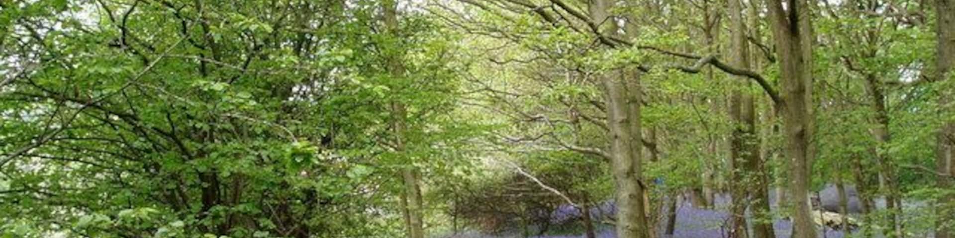 Coed Pen-y-Bryn. Woodland between Bryn Saith Marchog and Llanelidan, full of bluebells.