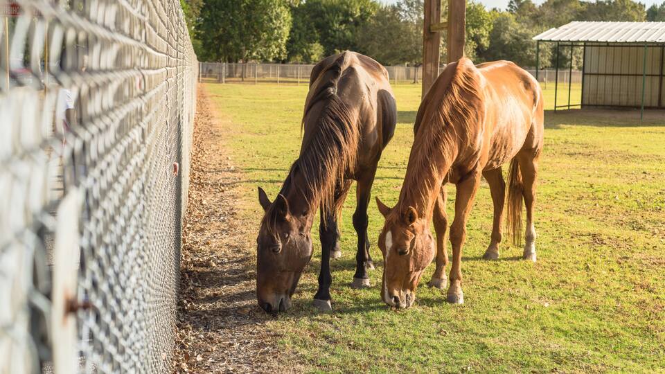 Two horses grazing in a fenced field with a metal shed in the background.