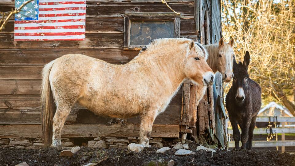 A wooden cabin with an American flag, a horse, and a donkey.