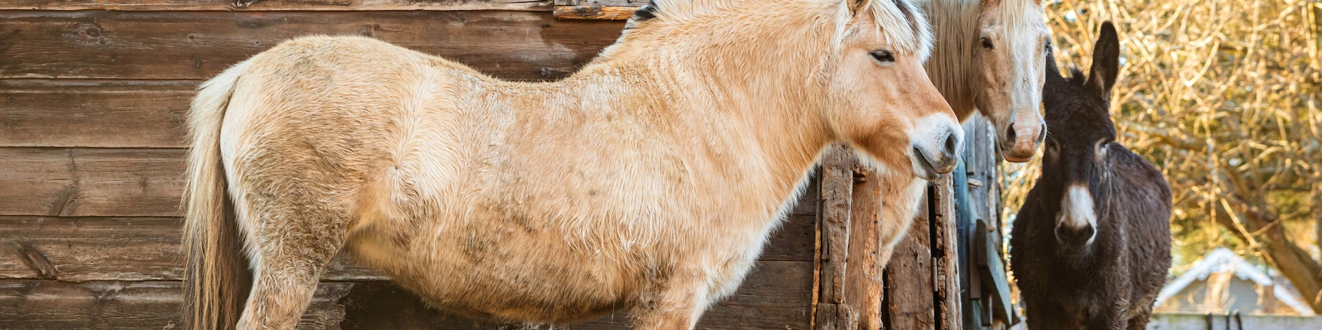 Couple of horses at the farm in front of USA flag