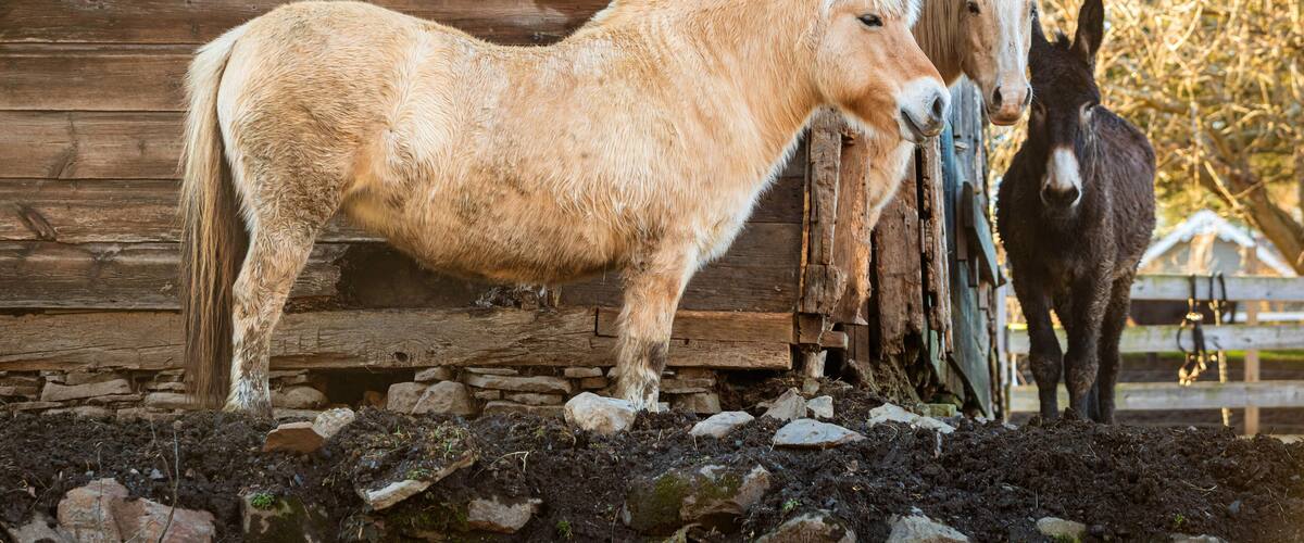 A wooden cabin with an American flag, a horse, and a donkey.
