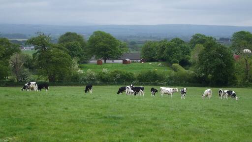 Wooden Sheds stand on a castle site