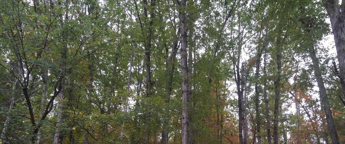 A dense forest with tall trees and a ground covered in fallen leaves.