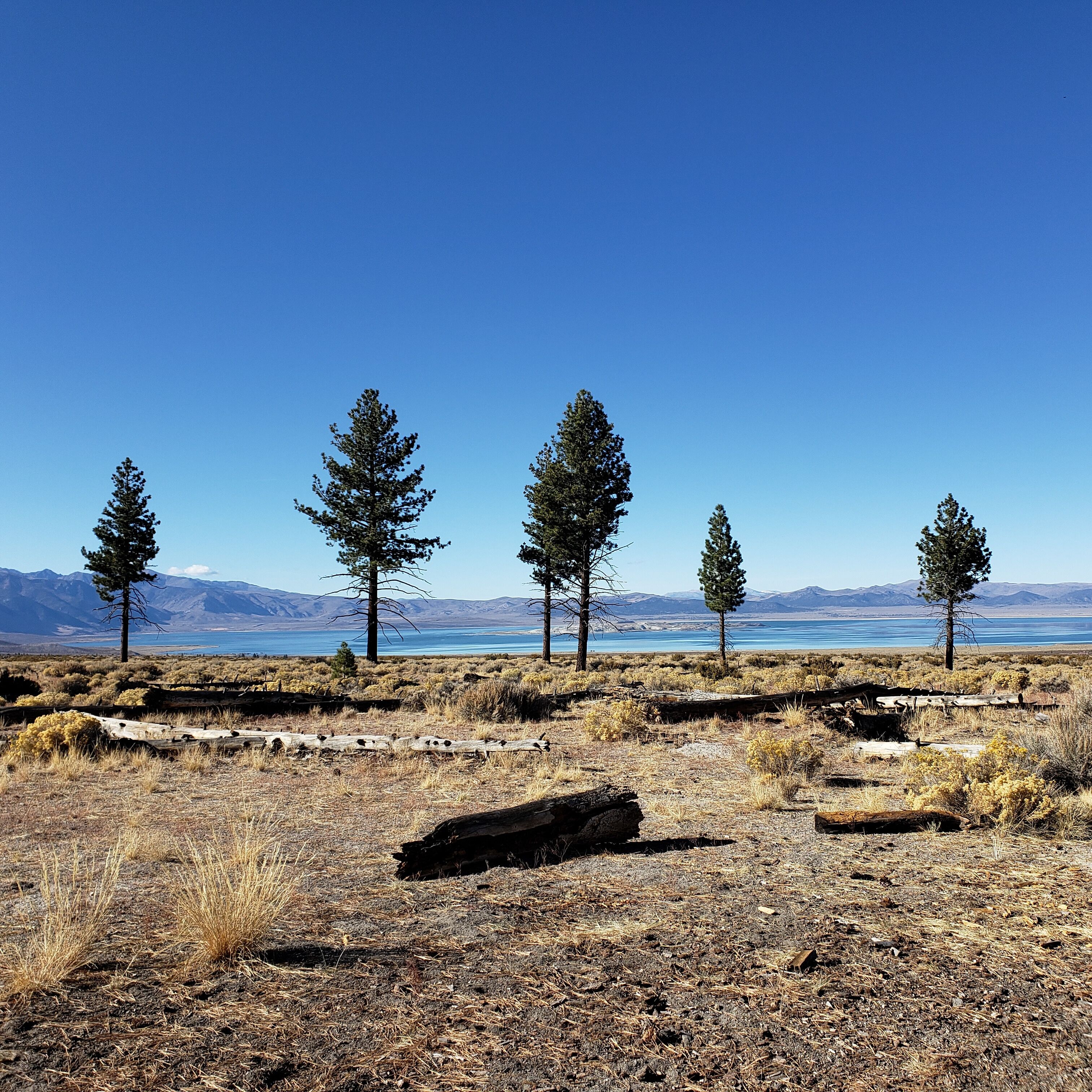 A landscape with five pine trees, dry grass, and a clear blue sky.
