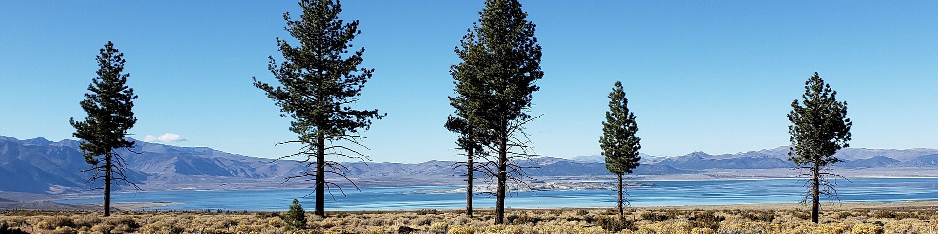 A landscape with five pine trees, dry grass, and a clear blue sky.