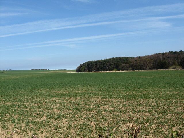 Young crop and woodland near Whitekirk This field is probably part of Lochhouses Farm and looks rather dry after a spell without rain.