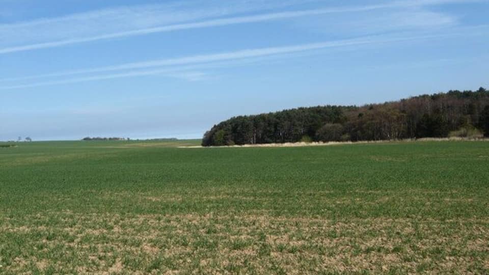 Young crop and woodland near Whitekirk This field is probably part of Lochhouses Farm and looks rather dry after a spell without rain.