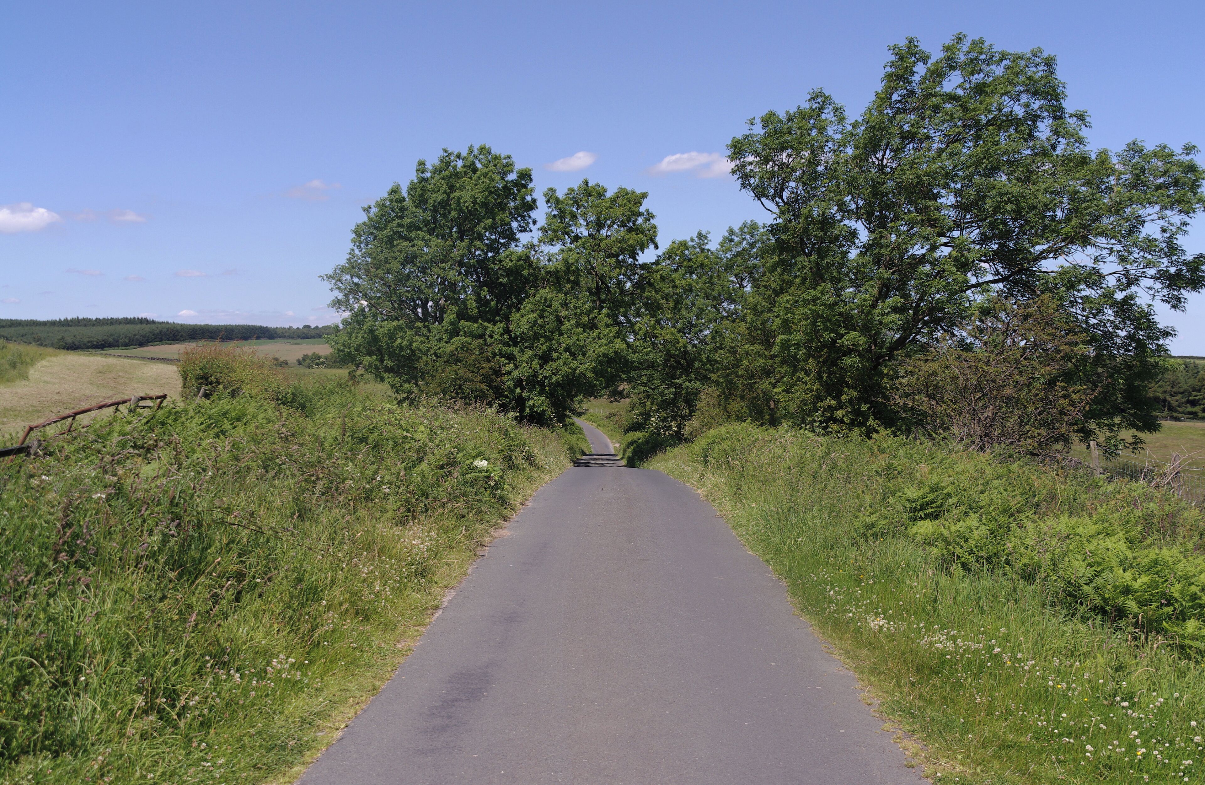 A rural road flanked by lush greenery and trees.