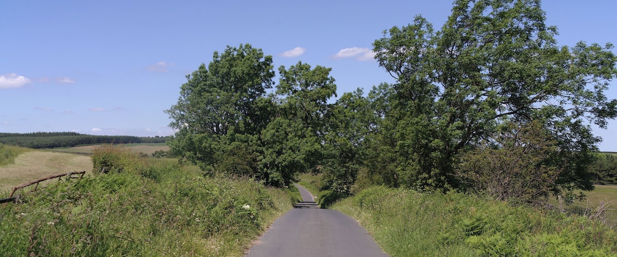 A rural road flanked by lush greenery and trees.