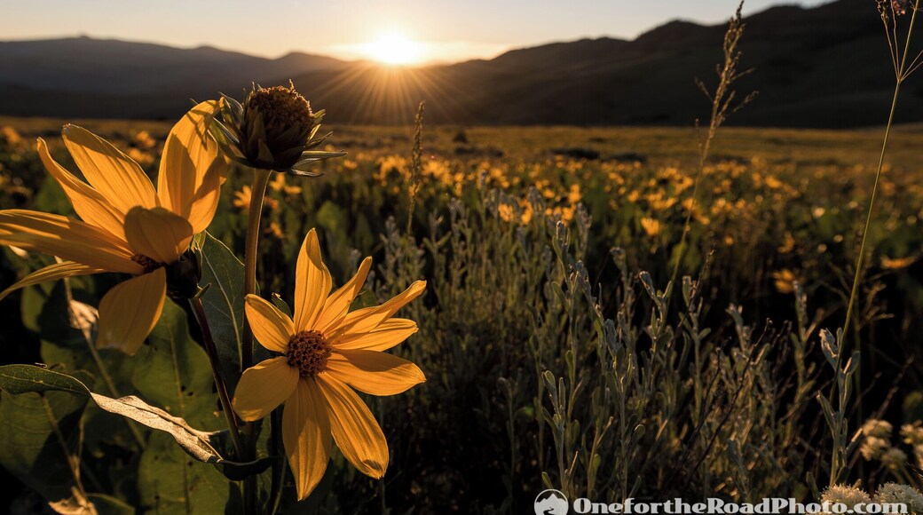 Muddy Pass, CO
See tons more @ http://www.onefortheroadphoto.com/