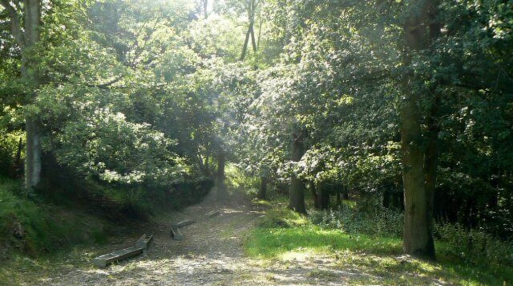 Forest track Track leading south off minor road south of Cefn-Crin