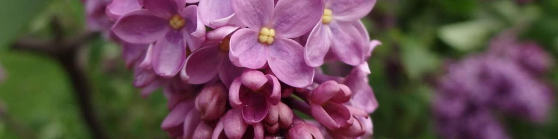 It's springtime in Ohio! Step outdoors in just about any neighborhood and you're likely to catch a whiff of the sweet aroma of the common lilac (Syringa vulagaris).
The terminal panicle of the lilac is covered in numerous fragrant flowers that are most commonly, well, lilac in color. However, hybrids exist with a range of deeper purples and even a pure white.