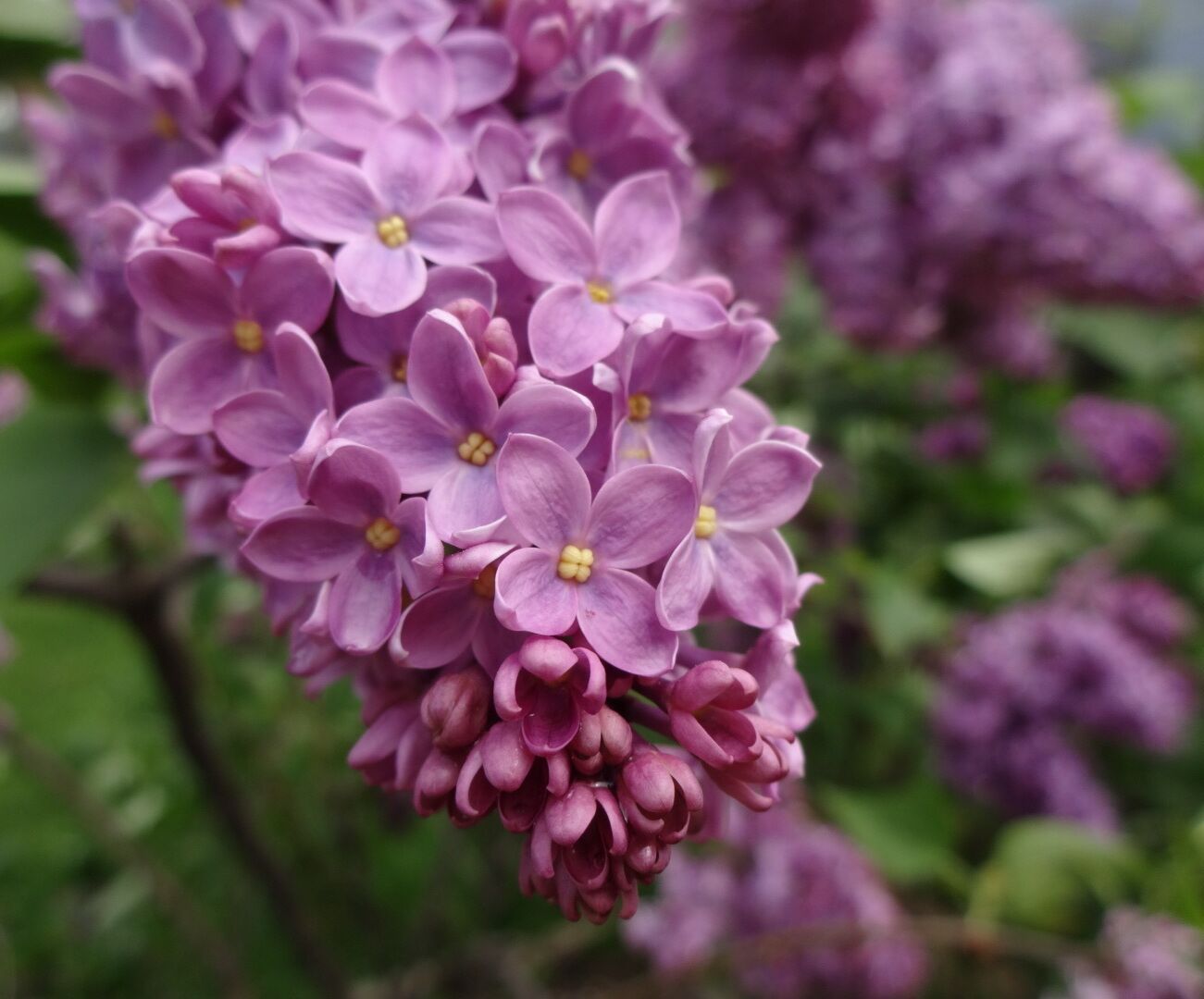 A cluster of purple lilac flowers with yellow centers.