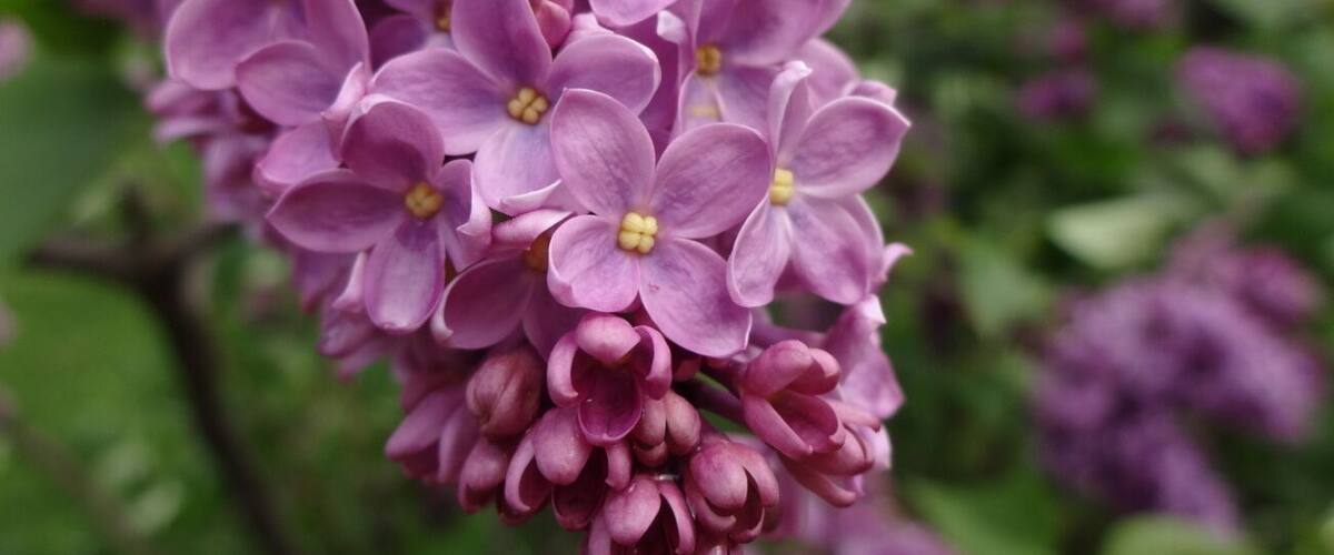 A cluster of purple lilac flowers with yellow centers.