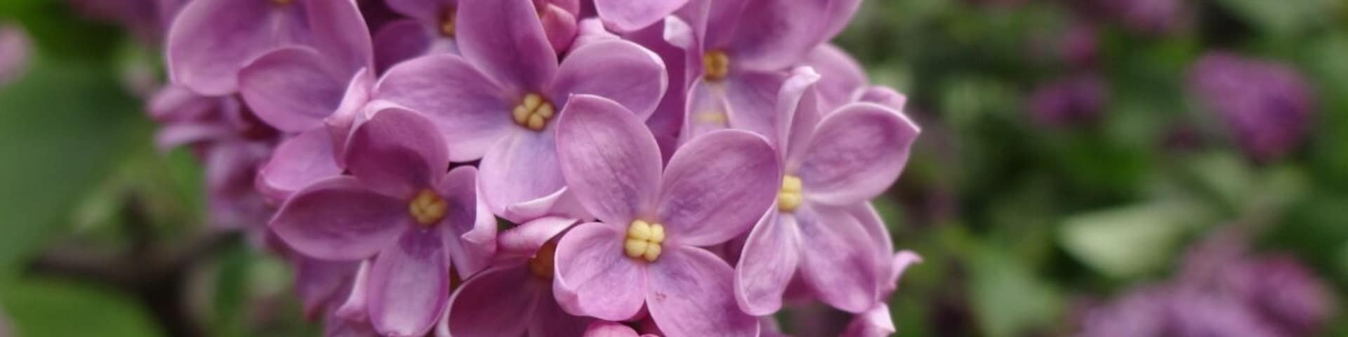 A cluster of purple lilac flowers with yellow centers.
