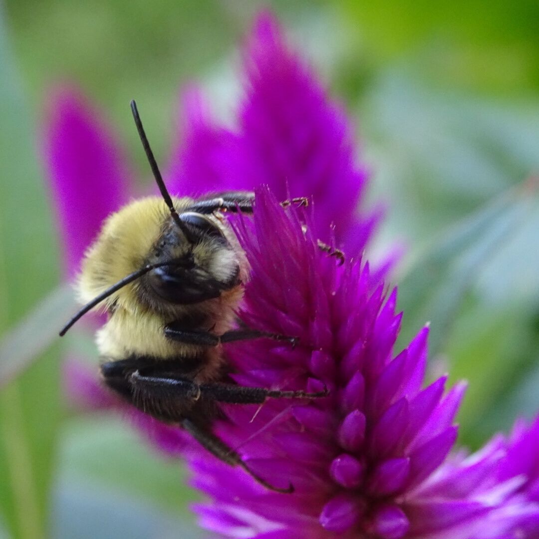 A bumblebee staring right into the camera lens while clinging tightly to the feather fuchsia flowers of Celosia 'Intenz'

#colorful 