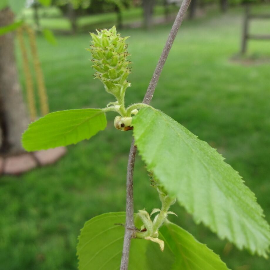 This is the female flower of the River Birch (Betula nigra). The male flower is a 2in long pendulous catkin. The female flower is smaller, wider and held erect.