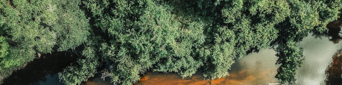 An aerial view of a forested area with a clear water body surrounded by dense trees.
